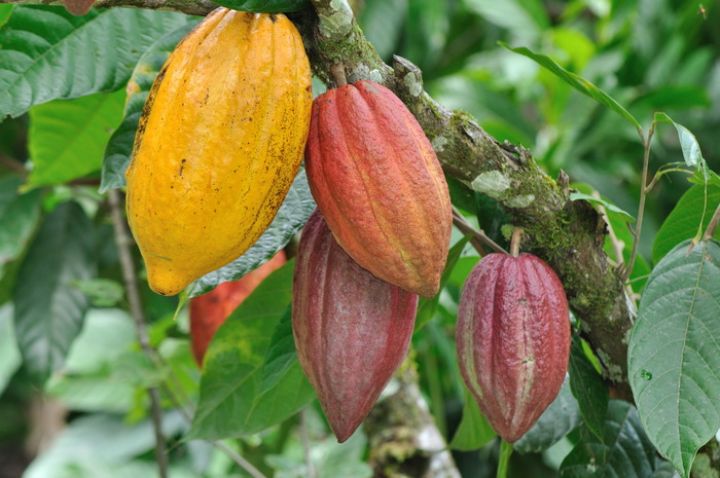 CACAO
